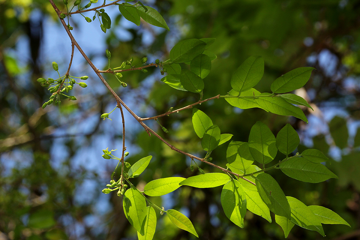Cleistanthus schlechteri